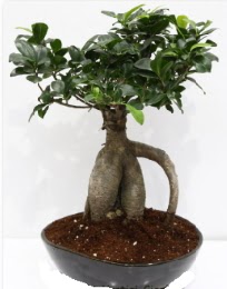 5 ya��nda japon a�ac� bonsai bitkisi  Ankara karacakaya internetten �i�ek sat��� 