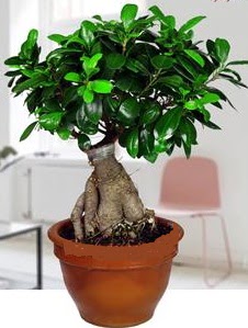 5 yanda japon aac bonsai bitkisi  Ankara yenimahalle online iek gnderme sipari 