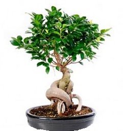 Bonsai Japon a�ac� saks� bitkisi  Ankara 14 �ubat sevgililer g�n� �i�ek 