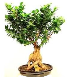 Bonsai Japon a�ac� saks� bitkisi  Ankara laleg�l �i�ek sipari�i sitesi 