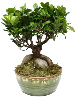 Japon aac bonsai saks bitkisi  Ankara yenimahalle nternetten iek siparii 
