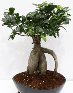 Japon aac bonsai saks bitkisi  Ankara batkent iek yolla 