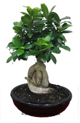 Japon a�ac� bonsai saks� bitkisi  Ankara demetevler ucuz �i�ek g�nder 