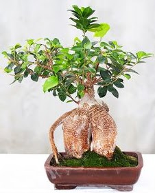 Japon a�ac� bonsai saks� bitkisi  Ankara demetevler ucuz �i�ek g�nder 