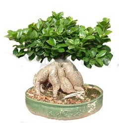 Japon aac bonsai saks bitkisi  Ankara sincan iek gnderme 