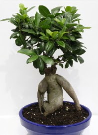 bonsai japon a�ac� saks� �i�e�i  Ankara �mitk�y �i�ek servisi , �i�ek�i adresleri 