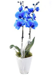 2 dall AILI mavi orkide  Ankara gimat iek sat 