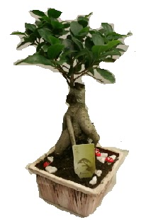 Japon a�ac� bonsai seramik saks�  Ankara hacettepe �i�ek ma�azas� , �i�ek�i adresleri 