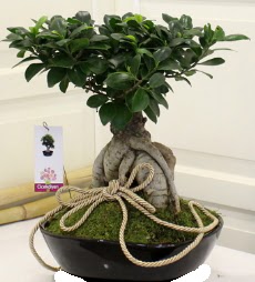 Japon a�ac� bonsai sat���  Ankara �mitk�y �i�ek servisi , �i�ek�i adresleri 