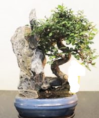 Japon aac bonsai saks bitkisi sat  Ankara karacakaya internetten iek sat 