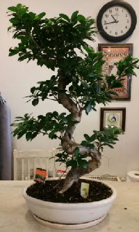 100 cm yksekliinde dev bonsai japon aac  Ankara yenimahalle nternetten iek siparii 