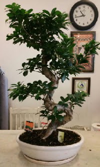 100 cm y�ksekli�inde dev bonsai japon a�ac�  Ankara yenimahalle �nternetten �i�ek sipari�i 