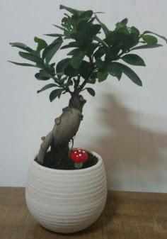 Bonsai japon a�ac� saks� �i�e�i  Ankara ostim �i�ek g�nderme sitemiz g�venlidir 
