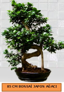 85 CM Japon a�ac� Bonsai saks� bitkisi  Ankara demetevler ucuz �i�ek g�nder 