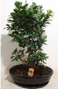 75 CM Ginseng bonsai Japon aac  Ankara ivedik hediye iek yolla 