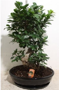 75 CM Ginseng bonsai Japon a�ac�  Ankara ivedik hediye �i�ek yolla 