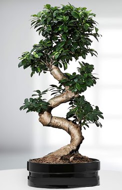 90 CM Japon A�ac� Bonsai saks� �i�e�i  Ankara kardelen g�venli kaliteli h�zl� �i�ek 