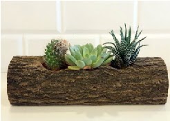 Ah�ap k�t�k 3 kakt�s terrarium  Ankara ivedik hediye �i�ek yolla 