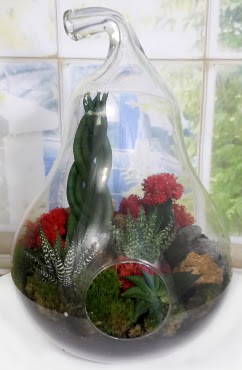 5 adet kakt�s orta boy armut terrarium  Ankara laleg�l �i�ek sipari�i sitesi 