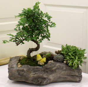 A�a� k�t�k i�erisinde Bonsai ve Kakt�s  Ankara karacakaya internetten �i�ek sat��� 