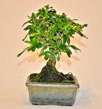 Zelco bonsai saks bitkisi  Ankara mitky iek servisi , ieki adresleri 