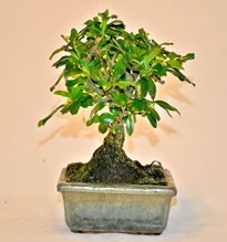 Zelco bonsai saks� bitkisi  Ankara �mitk�y �i�ek servisi , �i�ek�i adresleri 