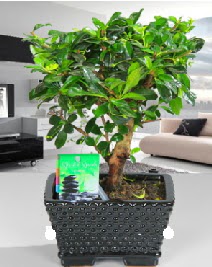 Bonsai japon a�ac� saks� bitkisi  Ankara gimat �i�ek sat��� 