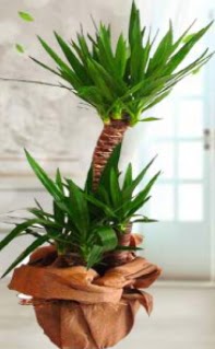 2 li yucca saks� �i�ek bitkisi  Ankara laleg�l �i�ek sipari�i sitesi 