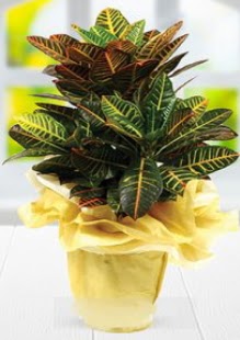Orta boy kraton saks bitkisi  Ankara yenimahalle online iek gnderme sipari 