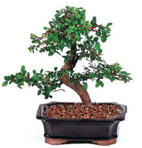 �thal bonsai japon a�ac�  Ankara laleg�l �i�ek sipari�i sitesi 