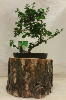 Doal ktk iinde bonsai japon aac  Ankara yenimahalle nternetten iek siparii 