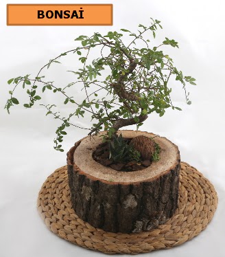 Do�al a�a� k�t�k i�erisinde bonsai bitkisi  Ankara ostim �i�ek g�nderme sitemiz g�venlidir 