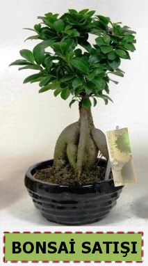 Bonsai japon a�ac� ginseng bonsai  Ankara hacettepe �i�ek ma�azas� , �i�ek�i adresleri 