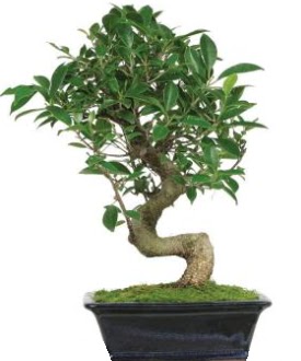Bonsai saks� bitkisi japon a�ac�  Ankara varl�k mahallesi �i�ek sipari�i vermek 