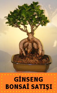 Ginseng bonsai sat��� japon a�ac�  Ankara cicek , cicekci 