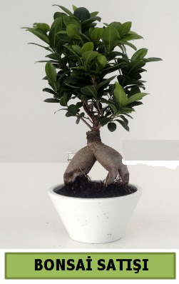 Bonsai japon a�ac� sat���  Ankara �mitk�y �i�ek servisi , �i�ek�i adresleri 