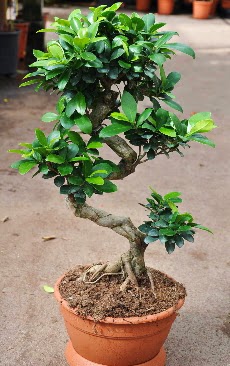 Orta boy bonsai saks bitkisi  Ankara entepe internetten iek siparii 