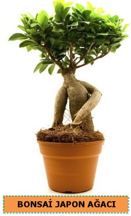 Bonsai japon a�ac� sat���  Ankara �mitk�y �i�ek servisi , �i�ek�i adresleri 