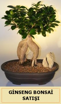 �thal Ginseng bonsai sat��� japon a�ac�  Ankara laleg�l �i�ek sipari�i sitesi 