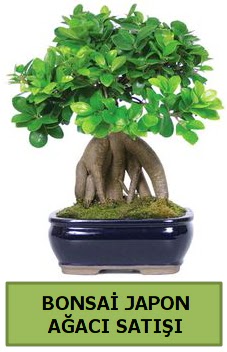 Bonsai japon a�ac� sat���  Ankara gimat �i�ek sat��� 