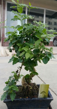 Bonsai japon a�ac� saks� bitkisi  Ankara varl�k mahallesi �i�ek sipari�i vermek 