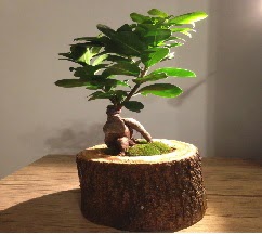 Do�al k�t�kte Bonsai japon a�ac� sat���  Ankara karacakaya internetten �i�ek sat��� 