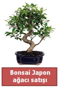 Japon aac bonsai sat  Ankara lalegl iek siparii sitesi 