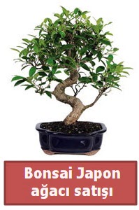 Japon a�ac� bonsai sat���  Ankara laleg�l �i�ek sipari�i sitesi 