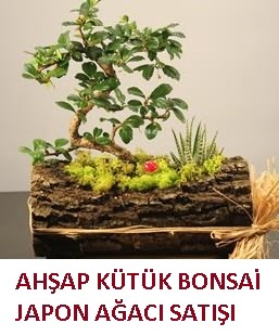 Ah�ap k�t�k i�erisinde bonsai ve 3 kakt�s  Ankara gazi mahallesi �i�ek�i ma�azas� 