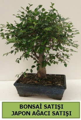 Minyatr bonsai japon aac sat  Ankara ostim iek gnderme sitemiz gvenlidir 