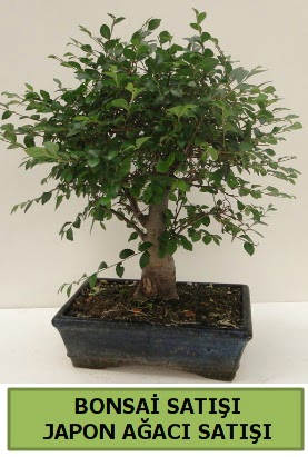 Minyat�r bonsai japon a�ac� sat���  Ankara ostim �i�ek g�nderme sitemiz g�venlidir 
