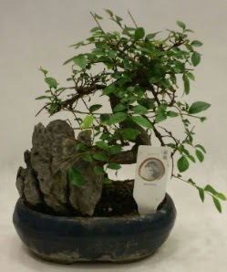 thal 1.ci kalite bonsai japon aac  Ankara gimat iek sat 