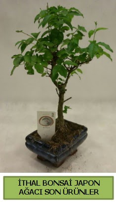 �thal bonsai japon a�ac� bitkisi  Ankara �ayyolu hediye sevgilime hediye �i�ek 