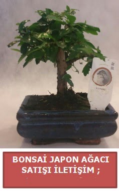Japon a�ac� minya�r bonsai sat���  Ankara gimat �i�ek sat��� 